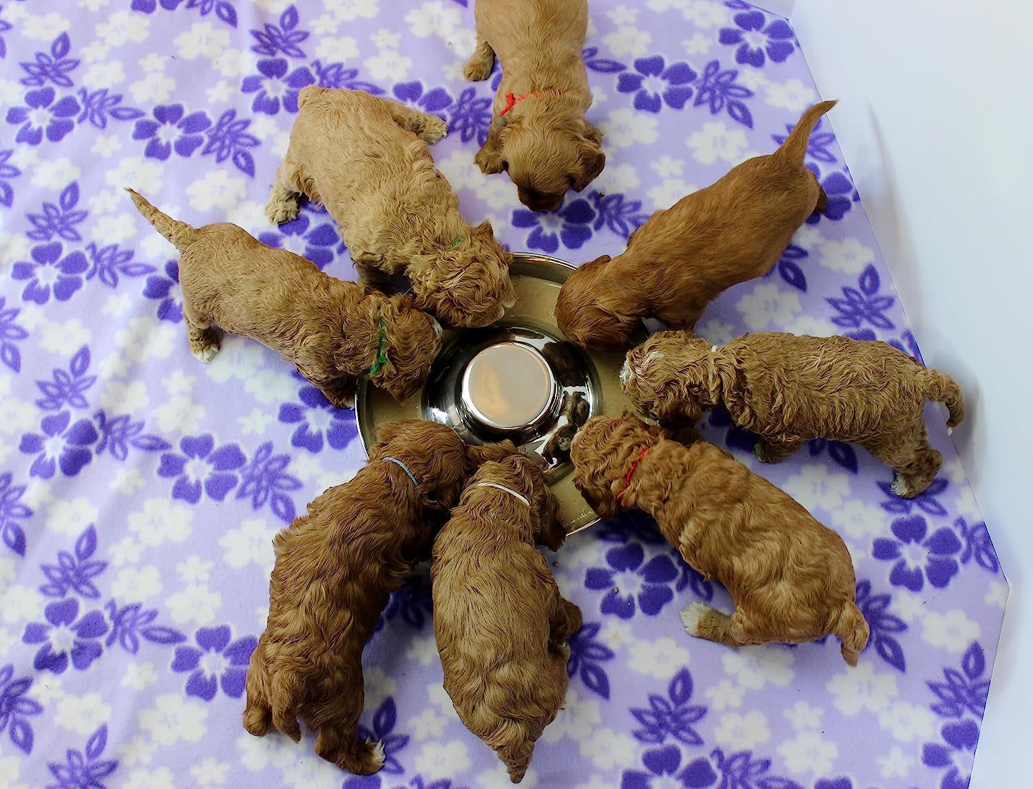 Premium Stainless Steel Puppy Dog Bowls - 2 Pack, 11.8 Inch Feeding Dishes for Food and Water