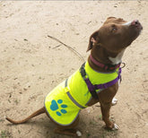 Urban Dog Reflective Vest M Size Our Fluorescent Hi Visibility Dog Jacket In