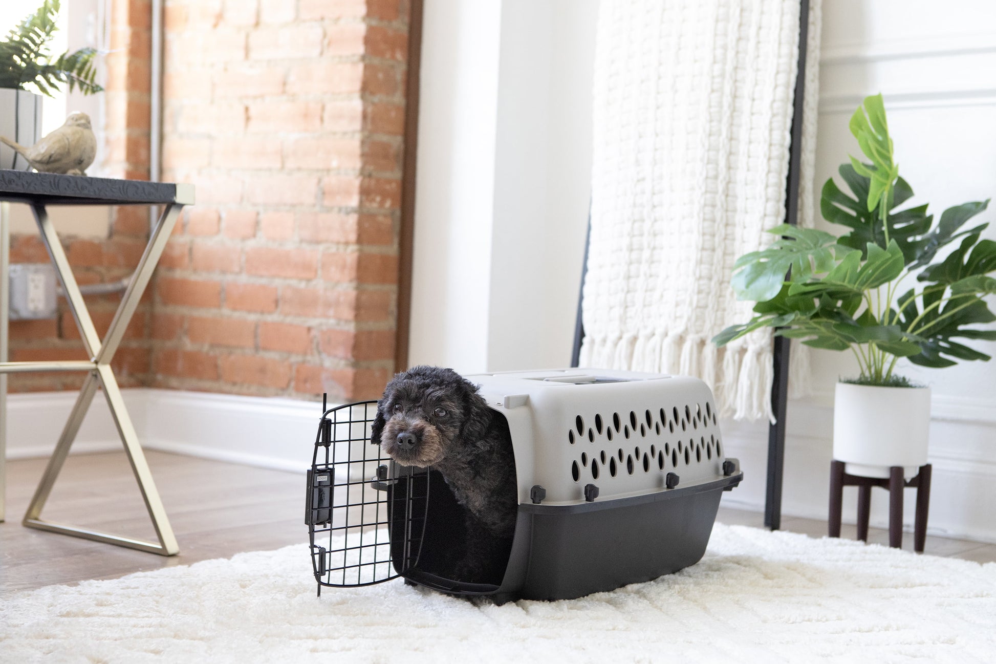 Portable Dog Kennel - Durable Hard-Sided Travel Carrier with Metal Door, Black & Grey, for Pets up to 10 lbs (19" L x 12.3" W x 10.8" H)